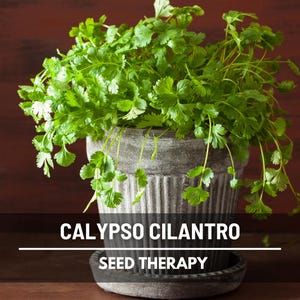 Cilantro Calypso Seeds (Coriander) – Heirloom, Slow Bolting Culinary Herb & Non-GMO, Easy to Grow | 100 Seeds