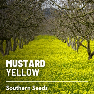 Mustard, Yellow - 200 Seeds - Heirloom Herb - Culinary & Medicinal Herb (Sinapis alba)