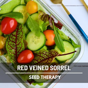 Semillas de acedera de venas rojas – Variedad tradicional, hierba culinaria y medicinal, venas rojas vibrantes, sabor ácido, favorita del jardín / 200 semillas imagen 2