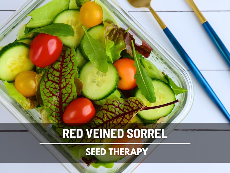 Semillas de acedera de venas rojas – Variedad tradicional, hierba culinaria y medicinal, venas rojas vibrantes, sabor ácido, favorita del jardín / 200 semillas imagen 2
