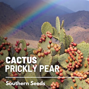 Cactus, Prickly Pear - 15 Seeds - Heirloom Cacti - Edible & Medicinal, Indian Fig Opuntia, Barberry Fig, Garden Gift (Opuntia ficus-indica)