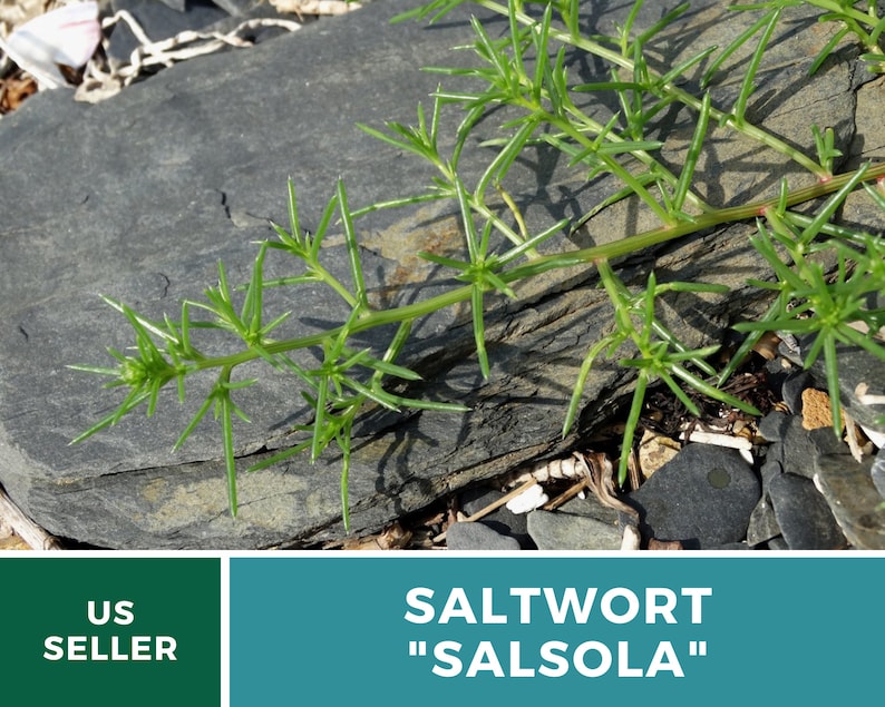 Puede incluir: Primer plano de una planta de salicornia verde, tambi&eacute;n conocida como Salsola, creciendo en una roca gris. La planta tiene hojas delgadas y espinosas y un tallo rojizo. El texto "SALTWORT "SALSOLA" se muestra debajo de la imagen.