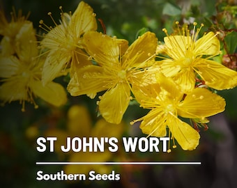 St. John's Wort - 100 Seeds - Heirloom Herb, Yellow Flowers, Medicinal Plant, Herbal Remedy, Non-GMO, Garden Gift (Hypericum perforatum)
