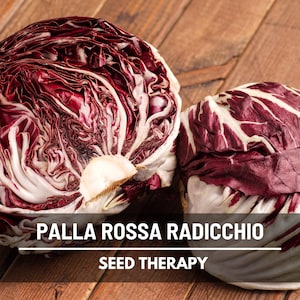 Radicchio Palla Rossa Seeds – Heirloom Vegetable, Italian Chicory, Peppery Flavor, Popular in Italian Cuisine | 100 Seeds