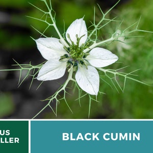May include: A white flower with five petals and a green center, surrounded by green, spiky leaves. The text "BLACK CUMIN" is displayed below the flower.
