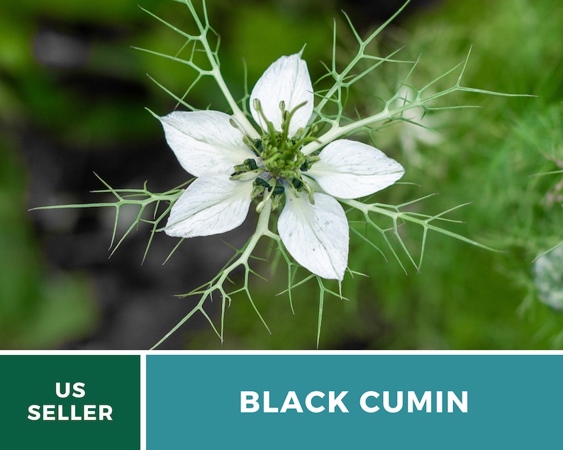 May include: A white flower with five petals and a green center, surrounded by green, spiky leaves. The text "BLACK CUMIN" is displayed below the flower.