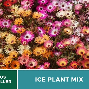 Ice Plant, Mix 200 Seeds Heirloom Ground Cover Colorful and Drought-Tolerant Mesembryanthemem criniflorum image 6