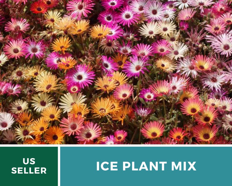 Ice Plant, Mix 200 Seeds Heirloom Ground Cover Colorful and Drought-Tolerant Mesembryanthemem criniflorum image 6