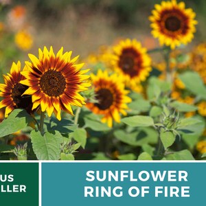 Sunflower, Ring of Fire 25 Seeds Heirloom Flower, Bicolored Blooms, Culinary & Medicinal Plant, Garden Gift Helianthus annuus image 2