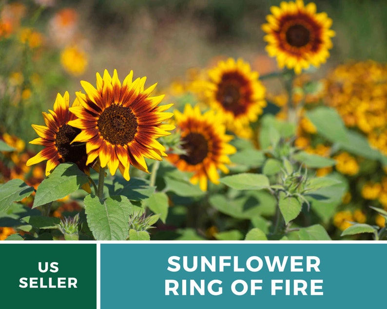 Sunflower, Ring of Fire 25 Seeds Heirloom Flower, Bicolored Blooms, Culinary & Medicinal Plant, Garden Gift Helianthus annuus image 2