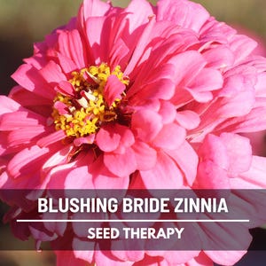 Pode incluir: Close-up de uma vibrante flor de Z&iacute;nia Blushing Bride rosa com centro amarelo. As p&eacute;talas s&atilde;o em camadas e texturizadas. O texto "Blushing Bride Zinnia" e "Seed Therapy" &eacute; exibido na imagem.