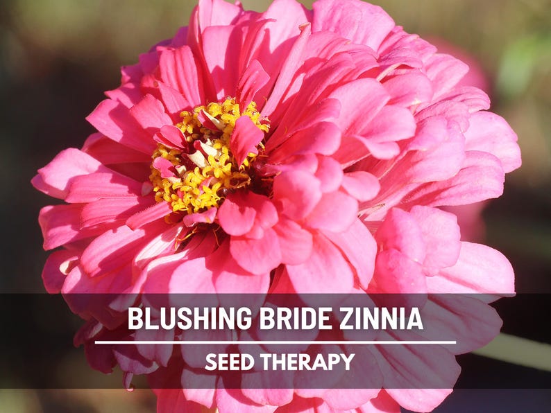 Pode incluir: Close-up de uma vibrante flor de Z&iacute;nia Blushing Bride rosa com centro amarelo. As p&eacute;talas s&atilde;o em camadas e texturizadas. O texto "Blushing Bride Zinnia" e "Seed Therapy" &eacute; exibido na imagem.
