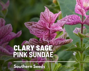 Clary Sage, Pink Sundae - 50 Seeds - Heirloom Herb, Medicinal Plant, Easy to Grow, Fragrant Flower, Garden Gift (Salvia horminum)