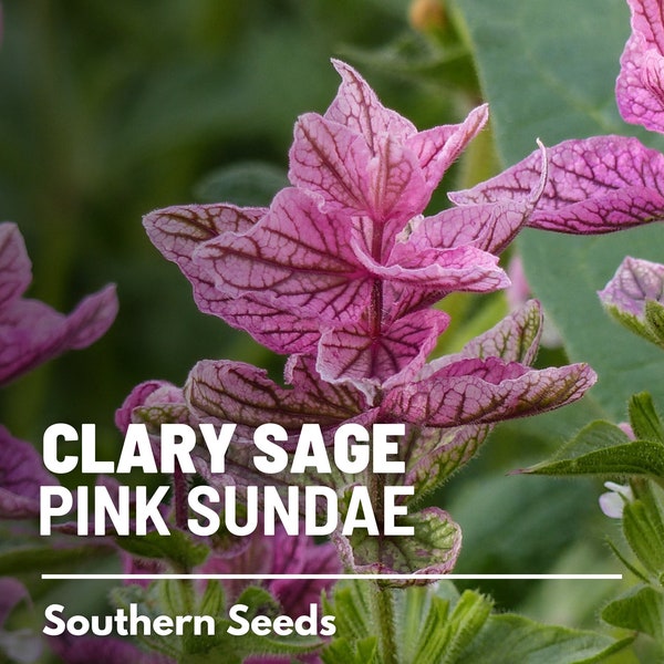 Clary Sage, Pink Sundae - 50 Seeds - Heirloom Herb, Medicinal Plant, Easy to Grow, Fragrant Flower, Garden Gift (Salvia horminum)