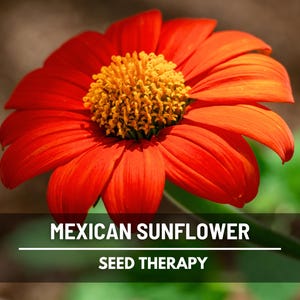 Mexican Sunflower Seeds – Heirloom Flower, Vibrant Red Blooms, Drought Tolerant, Medicinal Plant, Garden Gift | 50 Seeds