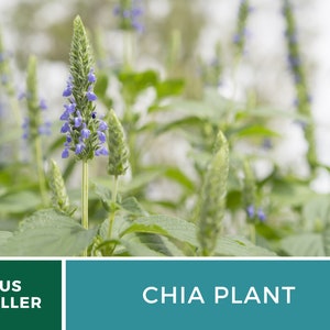 Chia 250 Seeds Heirloom Culinary & Medicinal Herb Superfood Non-GMO Salvia hispanica image 4