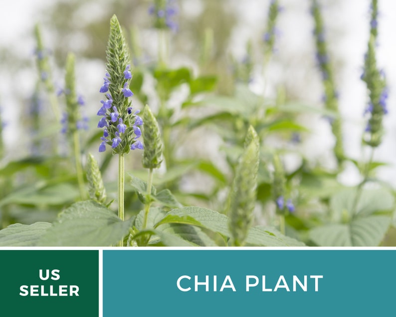 Chia 250 Seeds Heirloom Culinary & Medicinal Herb Superfood Non-GMO Salvia hispanica image 4