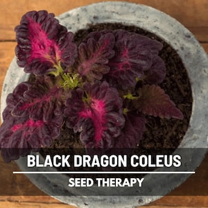 Black Dragon Coleus (Solenostemon scutellarioides) potted plant with ruffled dark leaves and red highlights on wooden table - Seed Therapy
