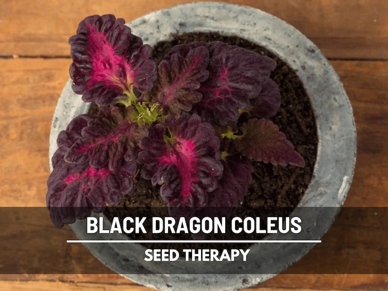Black Dragon Coleus (Solenostemon scutellarioides) potted plant with ruffled dark leaves and red highlights on wooden table - Seed Therapy