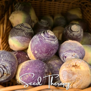 May include: A collection of round rutabagas with purple and cream-colored skin piled together. The vegetables have a smooth, firm texture with visible root ends and subtle rings. The text "Seed Therapy" is overlaid in white cursive script.