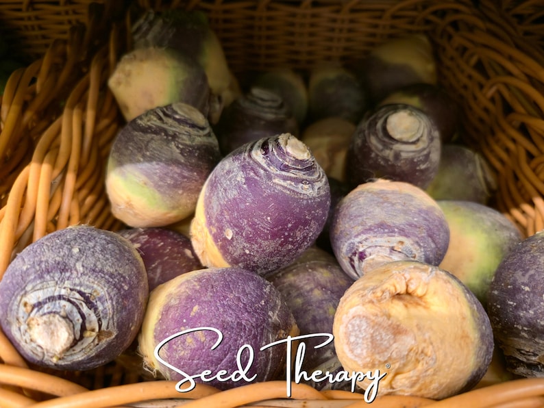 May include: A collection of round rutabagas with purple and cream-colored skin piled together. The vegetables have a smooth, firm texture with visible root ends and subtle rings. The text "Seed Therapy" is overlaid in white cursive script.