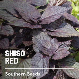 Shiso, Red - 200 Seeds - Heirloom Herb, Asian Culinary & Medicinal Plant, Purple-Red Leaves, Non-GMO, Garden Gift (Perilla frutescens)