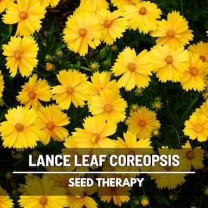 Coreopsis Lance Leaf Seeds – Heirloom Native Wildflower, Meadow Flower, Landscaping Plant, Easy to Grow | 100 Seeds
