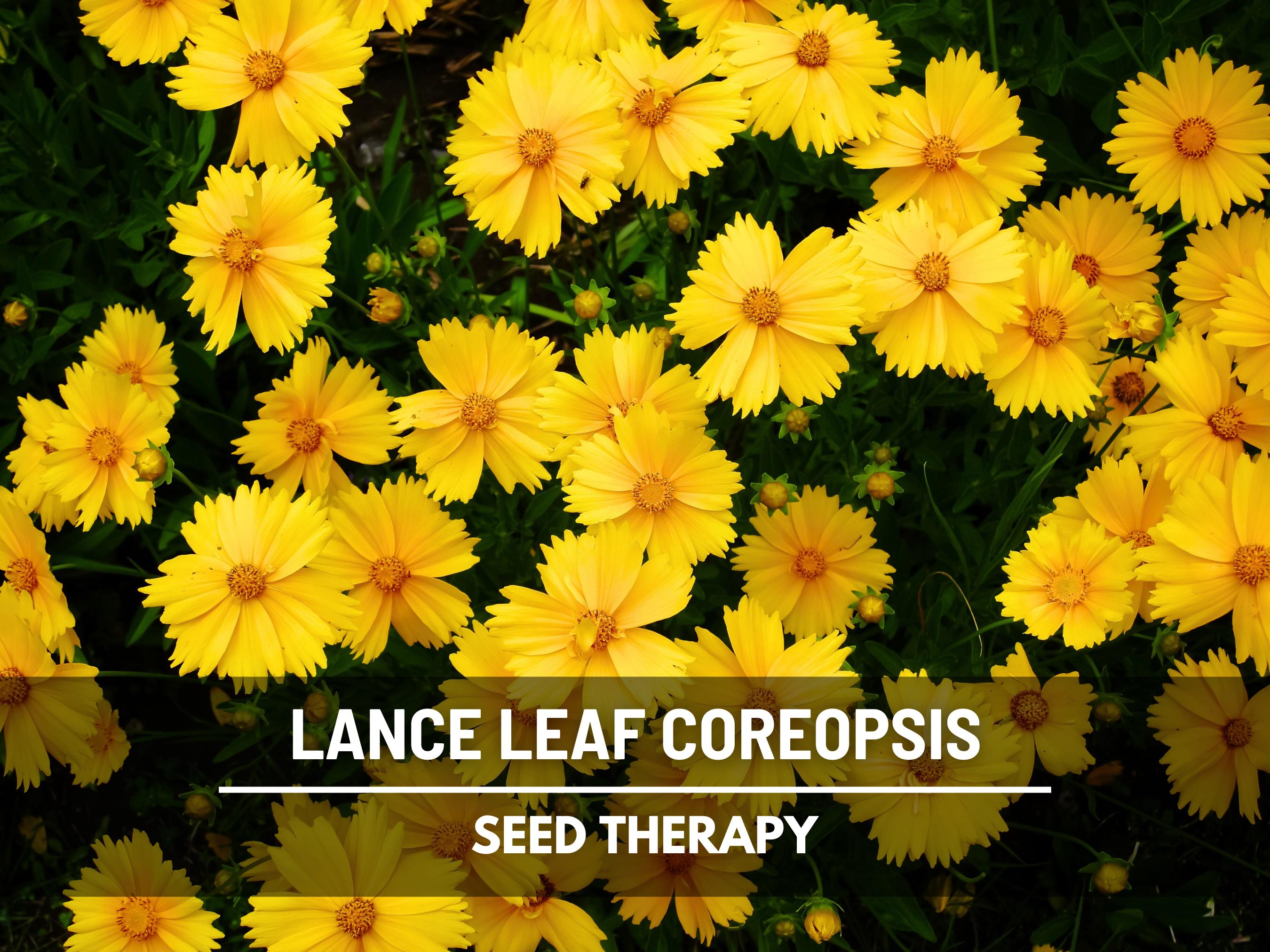 Coreopsis Lance Leaf Seeds – Heirloom Native Wildflower, Meadow Flower, Landscaping Plant, Easy to Grow | 100 Seeds