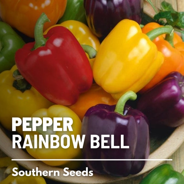 Pepper, Rainbow Bell Sweet - 25 Seeds - Heirloom Vegetable- Colorful Mix - Open Pollinated - Non-GMO (Capsicum annuum)