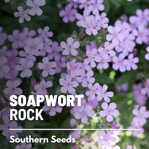 Soapwort, Rock - 100 Seeds - Heirloom Groundcover, Pink Blooms, Erosion Control, Rock Gardens & Borders, Garden Gift (Saponaria ocymoides)