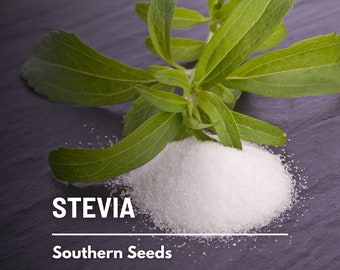 Outsidepride Stevia Sweetleaf Seeds - 50 MVR1 Pcs. Perennial, Versatile