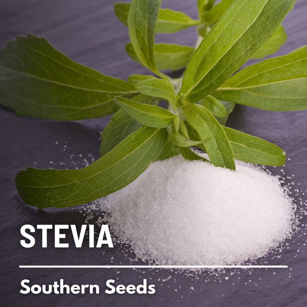 Stevia (Sugar Leaf) - 50 Seeds - Heirloom Herb, Natural Sweetener, Sugar Alternative, Medicinal Plant, Garden Gift (Stevia rebaudiana)