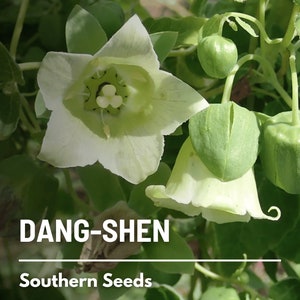 Dang-shen, Pilosula (Bonnet Bellflower) - 50 Seeds - Heirloom - Traditional Chinese Medicinal Herb (Codonopsis pilosula)