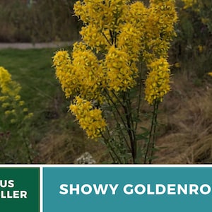 May include: A close-up of a Showy Goldenrod plant with bright yellow flowers. The plant is growing in a field with green grass and brown dry grass.