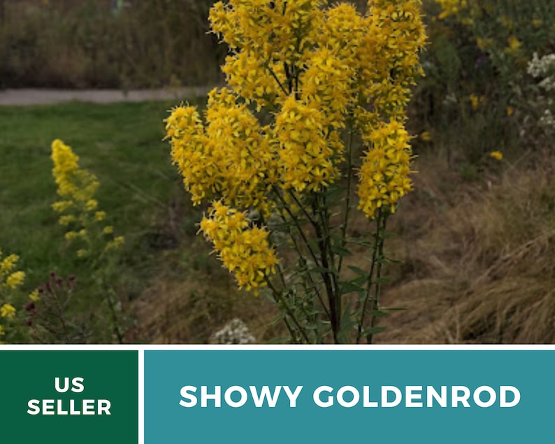 May include: A close-up of a Showy Goldenrod plant with bright yellow flowers. The plant is growing in a field with green grass and brown dry grass.
