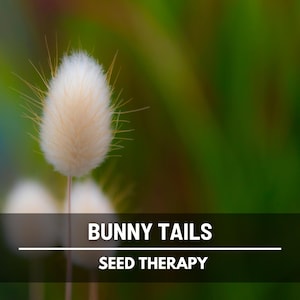 Bunny Tails (Lagurus ovatus) single fluffy seed head macro close-up, highlighting its soft texture and popularity in cut flower designs - Seed Therapy