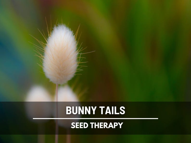 Bunny Tails (Lagurus ovatus) single fluffy seed head macro close-up, highlighting its soft texture and popularity in cut flower designs - Seed Therapy