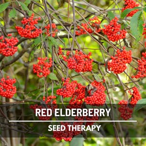 Red Elderberry Seeds – Heirloom Fruit, Open Pollinated, Non-GMO, Culinary & Medicinal Native Berry | 50 Seeds