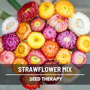 Strawflower Mix Seeds – Heirloom, Long-Lasting Flowers, Perfect for Dried Crafts, Garden Favorite | 200 Seeds