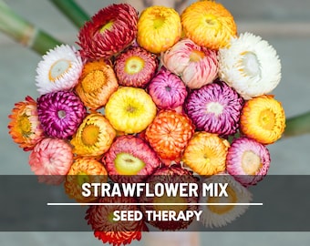 Strawflower Mix Seeds – Heirloom, Long-Lasting Flowers, Perfect for Dried Crafts, Garden Favorite | 200 Seeds