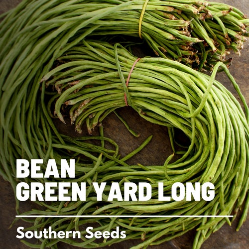 Bean, Yard Long Green - 15 Seeds - Heirloom Vegetable - Open Pollinated - Non-GMO (Vigna unguiculata)