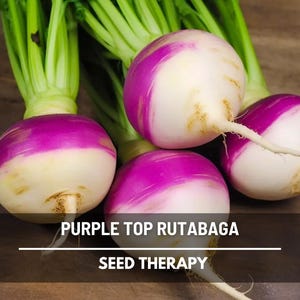 Fresh Purple Top Rutabaga with green tops and purple shoulders – Seed Therapy