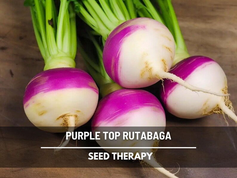 Fresh Purple Top Rutabaga with green tops and purple shoulders – Seed Therapy