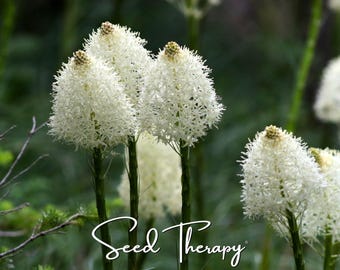 Bear Grass Seeds – Evergreen Perennial, Greenery for Floral Design (50 Seeds)