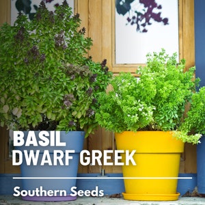 Basil, Dwarf Greek - 250 Seeds - Heirloom Culinary & Medicinal Herb - Non-GMO (Ocimum basilicum)