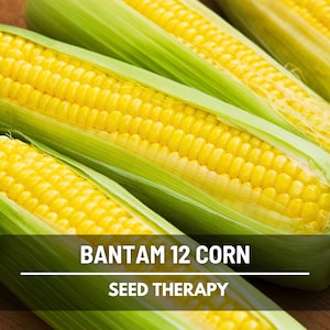 Golden Bantam Sweet Corn Seeds – Heirloom, Open Pollinated & Non-GMO, Classic Yellow Corn, Early and Productive, Garden Favorite | 30 Seeds