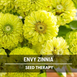Envy Green Zinnia Seeds – Heirloom Flower, Distinctive Green Blooms, Eye-Catching, Garden Favorite | 50 Seeds image 1