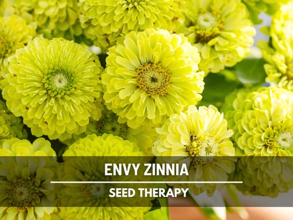 Envy Green Zinnia Seeds – Heirloom Flower, Distinctive Green Blooms, Eye-Catching, Garden Favorite | 50 Seeds