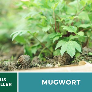 May include: Close-up of a green mugwort plant growing in the ground. The plant has large, green leaves and is in focus. The background is blurred and out of focus. US SELLER MUGWORT