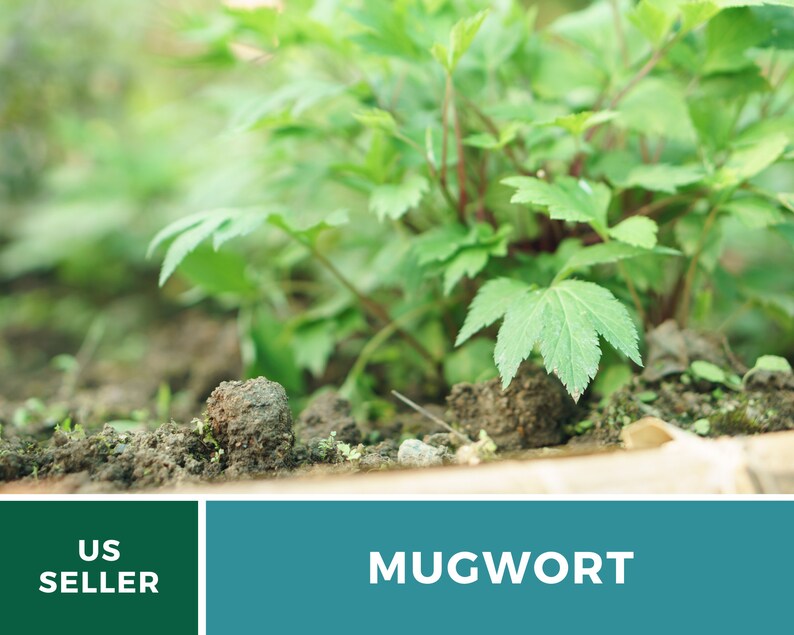 May include: Close-up of a green mugwort plant growing in the ground. The plant has large, green leaves and is in focus. The background is blurred and out of focus. US SELLER MUGWORT